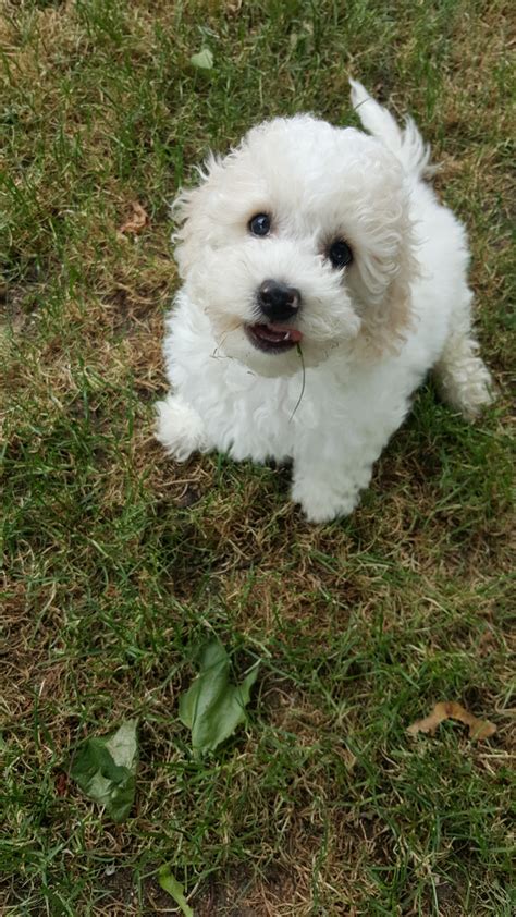 com is your source for finding an ideal Maltese Puppy for Sale near Tacoma, Washington, USA area. . Puppies for sale tacoma